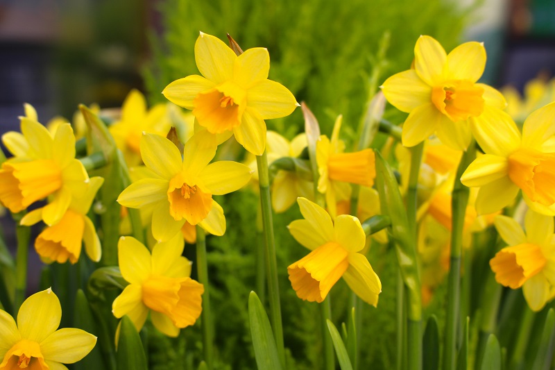 Pääsiäinen on pian täällä!